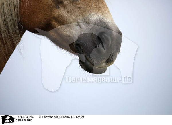 horse mouth / RR-38767