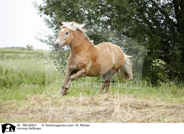 rennender Haflinger / running Haflinger / RR-38801