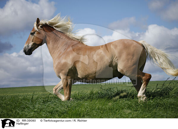 Haflinger / Haflinger / RR-39080