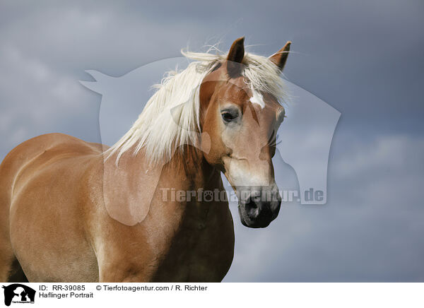 Haflinger Portrait / Haflinger Portrait / RR-39085