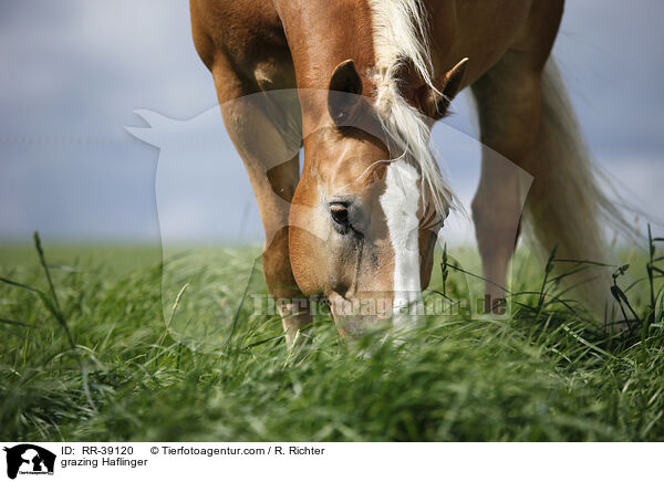 grasender Haflinger / grazing Haflinger / RR-39120