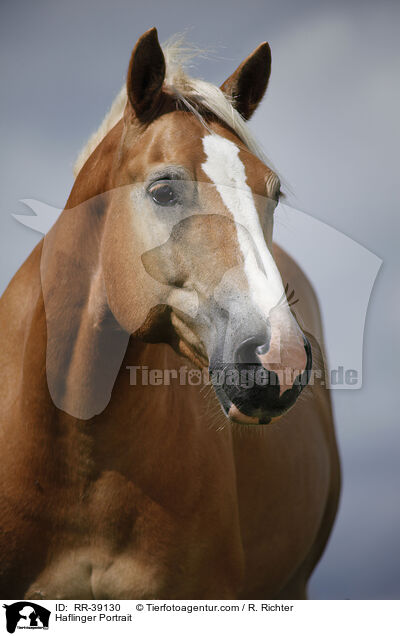 Haflinger Portrait / Haflinger Portrait / RR-39130