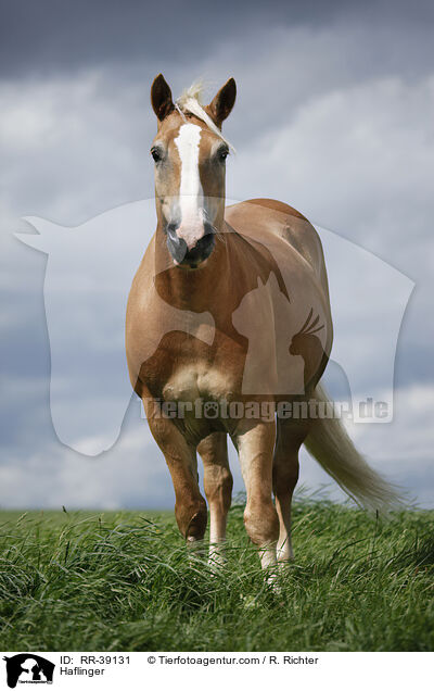 Haflinger / Haflinger / RR-39131