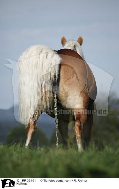 Haflinger / Haflinger / RR-39191