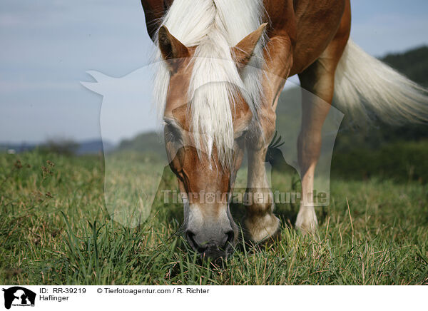 Haflinger / Haflinger / RR-39219