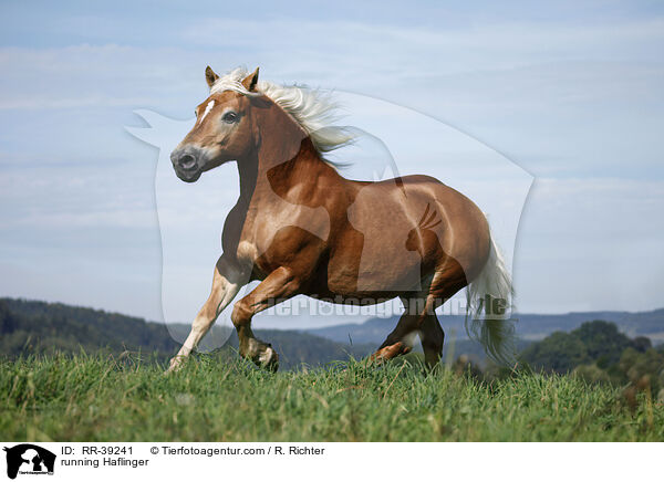 running Haflinger / RR-39241