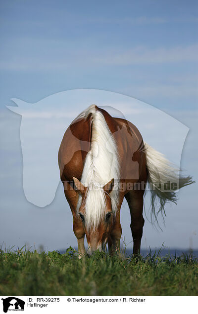 Haflinger / Haflinger / RR-39275
