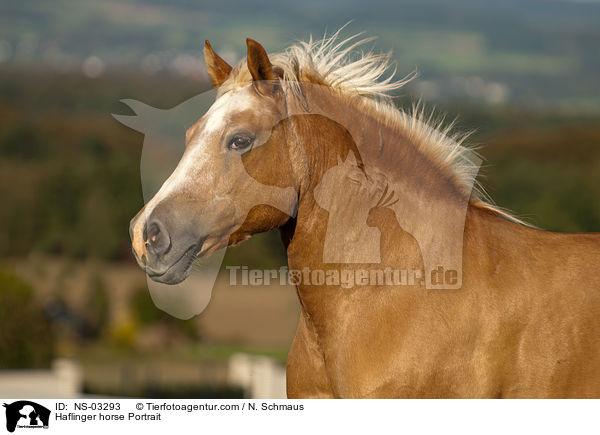 Haflinger Portrait / Haflinger horse Portrait / NS-03293