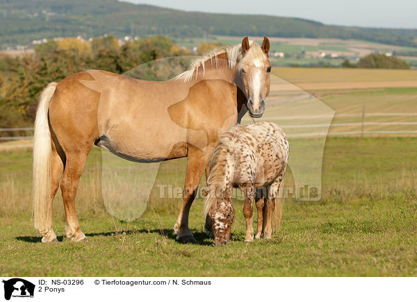 2 Ponys / NS-03296
