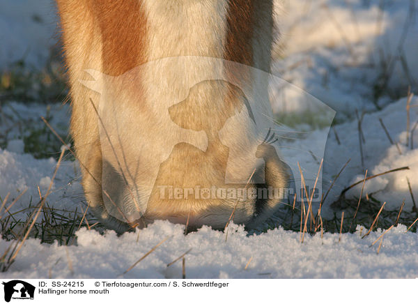 Haflinger Maul / Haflinger horse mouth / SS-24215