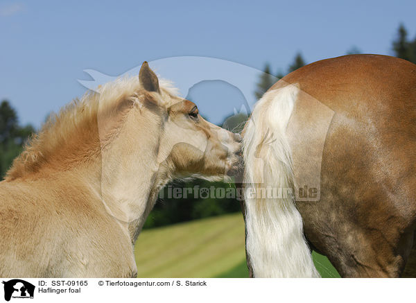 Haflinger foal / SST-09165