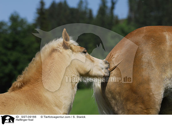 Haflinger Fohlen / Haflinger foal / SST-09166