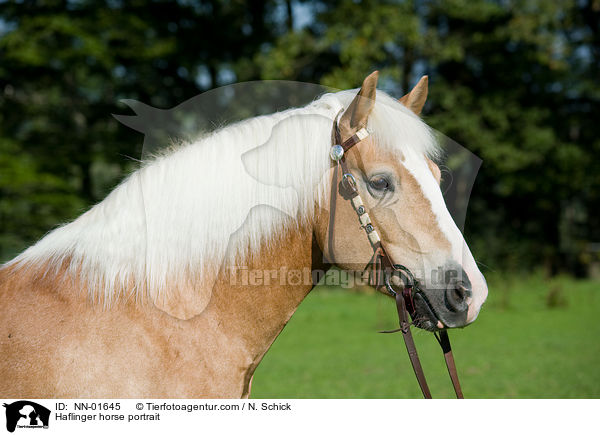 Haflinger Portrait / Haflinger horse portrait / NN-01645