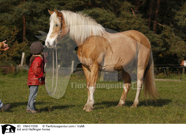 kid and Haflinger horse / VM-01558