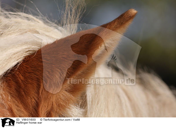 Haflinger Ohr / Haflinger horse ear / VM-01600