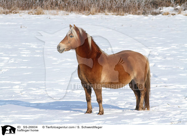 haflinger horse / SS-26604