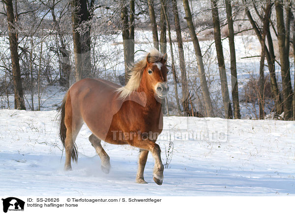 trabender Haflinger / trotting haflinger horse / SS-26626