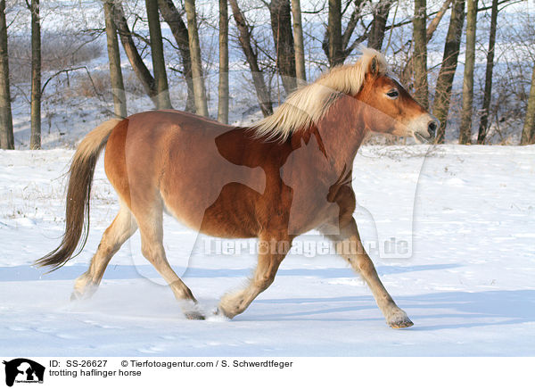 trabender Haflinger / trotting haflinger horse / SS-26627