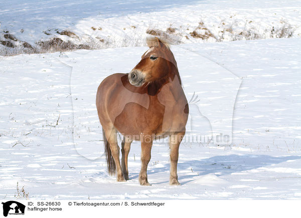 haflinger horse / SS-26630