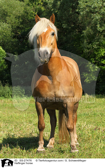 Haflinger horse / SS-27476