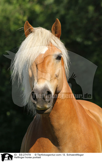 Haflinger horse portrait / SS-27478