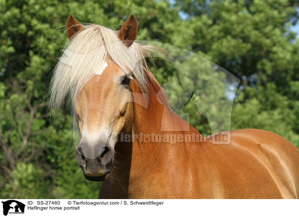 Haflinger horse portrait / SS-27480