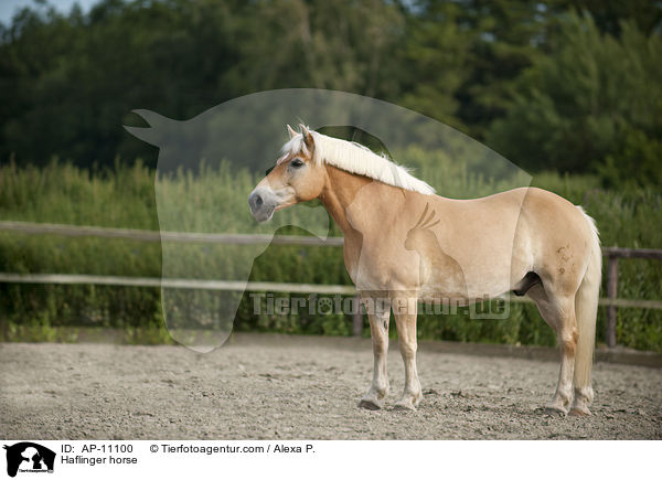 Haflinger horse / AP-11100