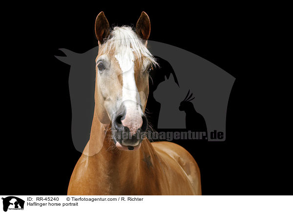 Haflinger horse portrait / RR-45240