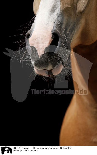 Haflinger Maul / Haflinger horse mouth / RR-45258