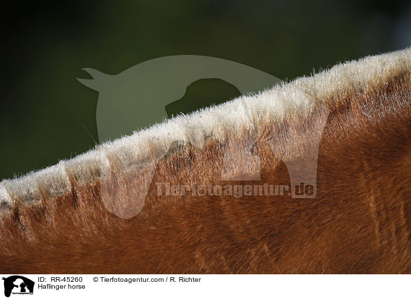 Haflinger / Haflinger horse / RR-45260