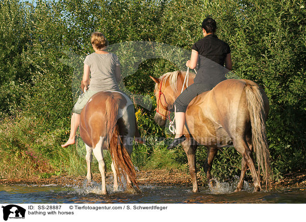 baden mit Pferden / bathing with horses / SS-28887