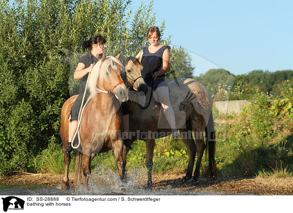baden mit Pferden / bathing with horses / SS-28888