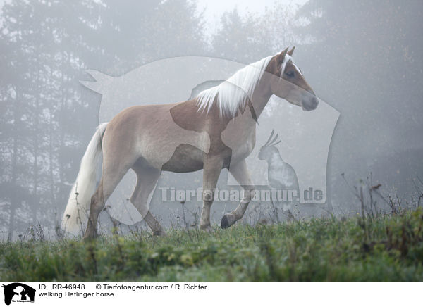 laufender Haflinger / walking Haflinger horse / RR-46948
