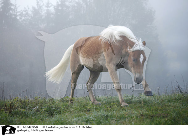 galoppierender Haflinger / galloping Haflinger horse / RR-46956