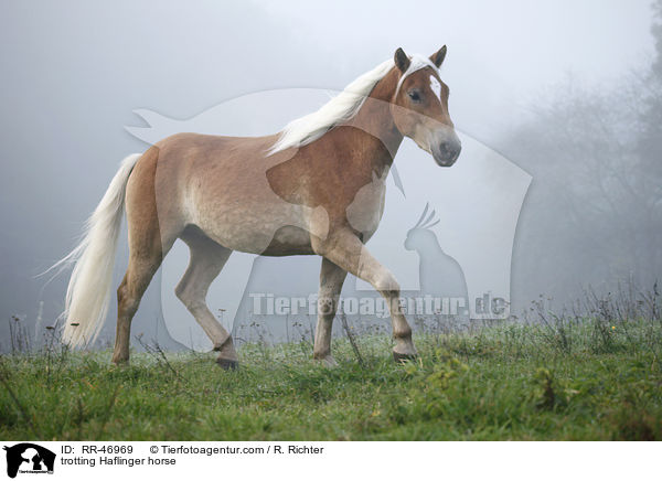 trabender Haflinger / trotting Haflinger horse / RR-46969
