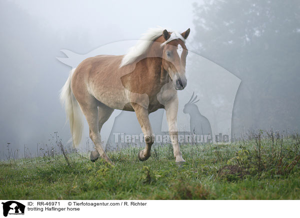 trabender Haflinger / trotting Haflinger horse / RR-46971