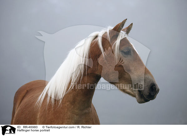 Haflinger Portrait / Haflinger horse portrait / RR-46980