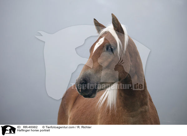 Haflinger Portrait / Haflinger horse portrait / RR-46982