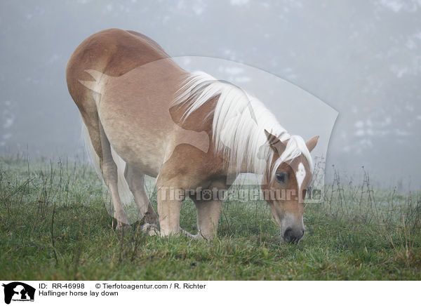 Haflinger legt sich hin / Haflinger horse lay down / RR-46998
