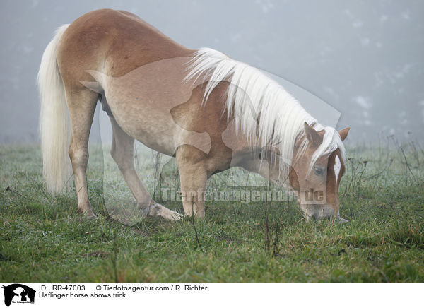 Haflinger zeigt Kunststck / Haflinger horse shows trick / RR-47003