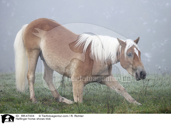Haflinger zeigt Kunststck / Haflinger horse shows trick / RR-47004