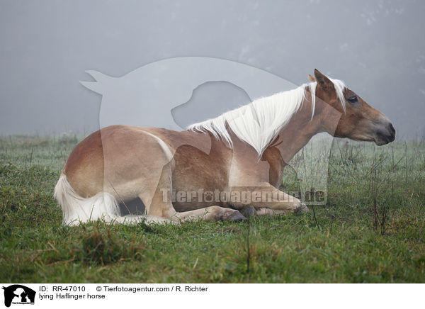 liegender Haflinger / lying Haflinger horse / RR-47010