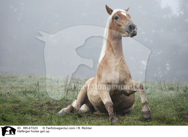 Haflinger steht hoch / Haflinger horse get up / RR-47020
