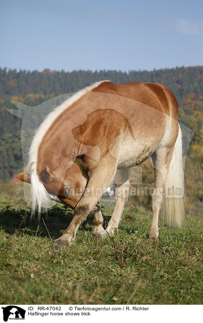 Haflinger zeigt Kunststck / Haflinger horse shows trick / RR-47042