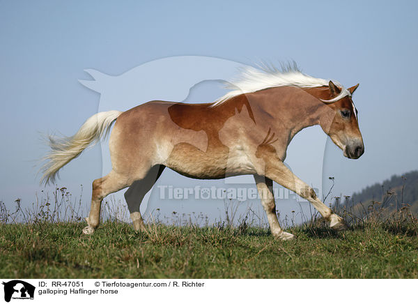 galoppierender Haflinger / galloping Haflinger horse / RR-47051