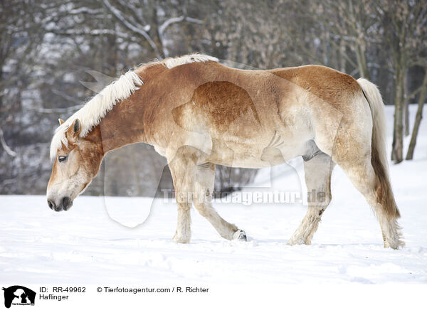 Haflinger / Haflinger / RR-49962