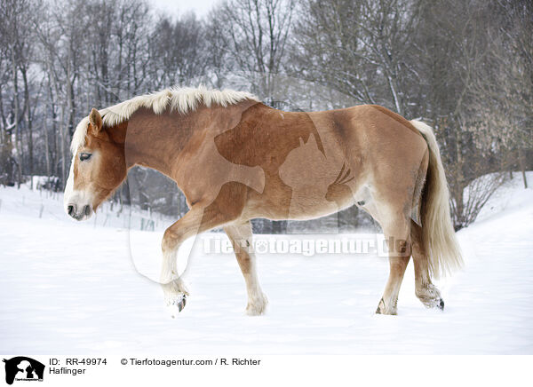 Haflinger / Haflinger / RR-49974
