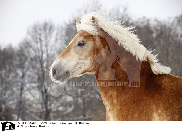 Haflinger Portrait / Haflinger Horse Portrait / RR-49981