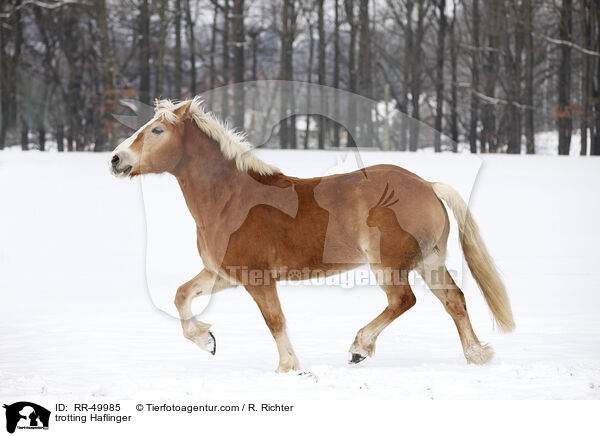 trabender Haflinger / trotting Haflinger / RR-49985