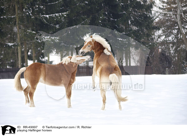 spielende Haflinger / playing Haflinger horses / RR-49997